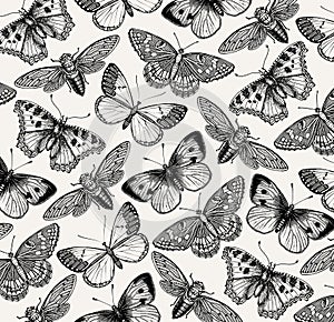 Beautiful Butterfly, cicada and insect. Antique Animal Illustrations. Fauna. Drawing engraving. Background pattern. Vintage vector