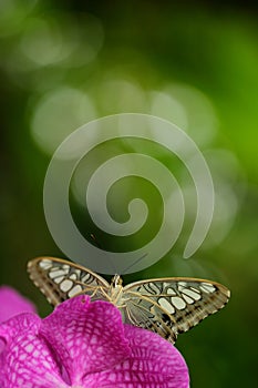 Beautiful butterfly, Clipper, Parthenos sylvia. Butterfly resting on the green branch, insect in the nature habitat. Butterfly sit