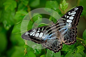 Beautiful butterfly, Clipper, Parthenos sylvia. Butterfly resting on the green branch, insect in the nature habitat. Butterfly sit