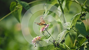 A beautiful butterfly is collecting honey in the garden