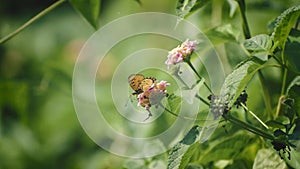 A beautiful butterfly is collecting honey in green garden