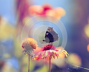 Beautiful butterfly collects nectar from orange flowers on a Sun