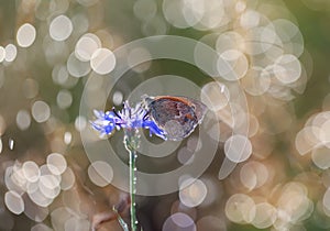 A beautiful butterfly on a cornflower in the morning dew.