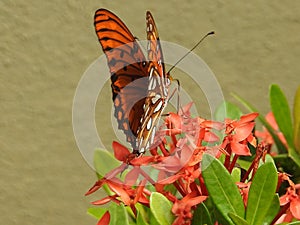 Beautiful Butterfly in Costa Rica