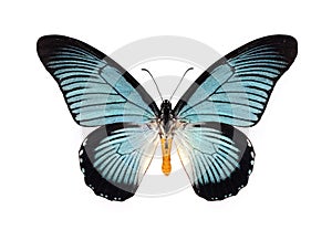 Beautiful butterfly with cyan wings isolated on white.