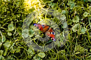 A beautiful butterfly with a damaged wing sits on grass. Animal welfare