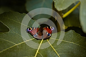 A beautiful butterfly with a damaged wing sits on leaves. Animal welfare