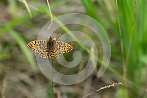 A beautiful butterfly, dark green fritillary sits on a plant stem
