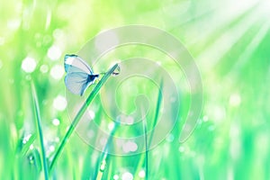 Beautiful butterfly and dew drops on the green tender grass. Summer spring fresh background. Copy spac