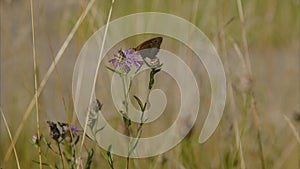 beautiful butterfly drinking nectar from flower in wild summer garden