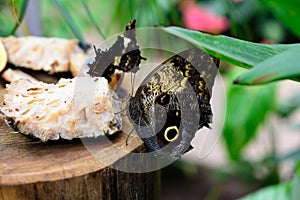 Butterfly eating fruit- macro image
