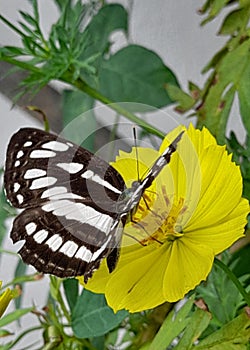 Beautiful butterfly and eigth pills flower