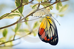 Beautiful butterfly emerged from its cocoon