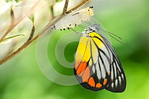 Beautiful butterfly
