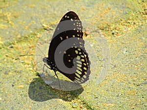 Beautiful butterfly Euploea core, the common crow is a common butterfly , Common Indian crow.