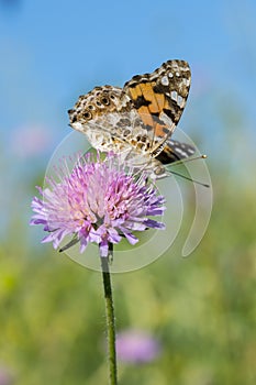 Beautiful butterfly feeding on a bright pink flower closeup. Macro butterfly against blue sky. Butterfly on a spring