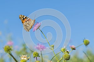 Beautiful butterfly feeding on a bright pink flower closeup. Macro butterfly against blue sky. Butterfly on a spring flower among