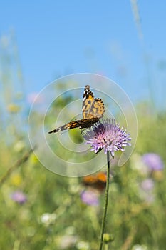 Beautiful butterfly feeding on a bright pink flower closeup. Macro butterfly against blue sky. Butterfly on a spring flower among