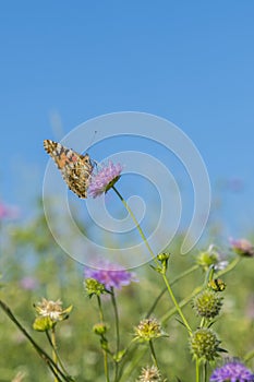 Beautiful butterfly feeding on a bright pink flower closeup. Macro butterfly against blue sky. Butterfly on a spring flower among