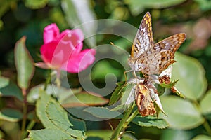 Beautiful Butterfly Feeding on a Flower