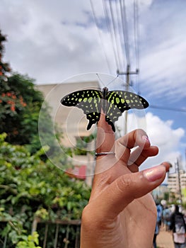 Beautiful butterfly on the finger photo
