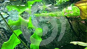 Beautiful butterfly fish swimming in aquarium. Freshwater butterflyfish, Pantodon buchholzi, .African Butterfly Fish