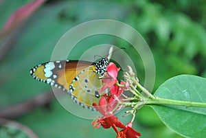 Beautiful butterfly on the flower