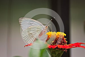 Beautiful butterfly on a flower