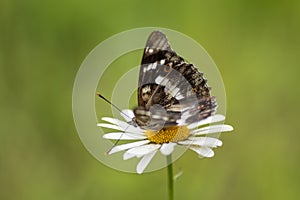 Beautiful butterfly on a flower chamomile.