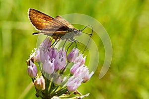 Beautiful butterfly on a flower drinking nectar