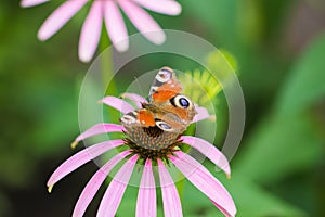 Beautiful butterfly on a flower in nature