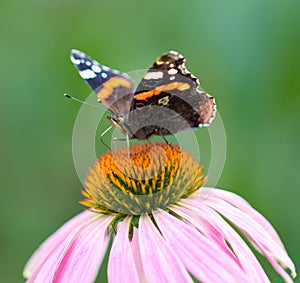 Beautiful butterfly on a flower in nature