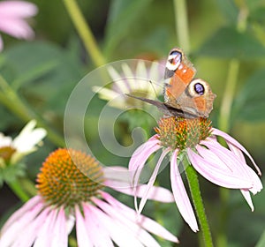Beautiful butterfly on a flower in nature