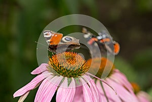 Beautiful butterfly on a flower in nature