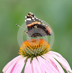 Beautiful butterfly on a flower in nature