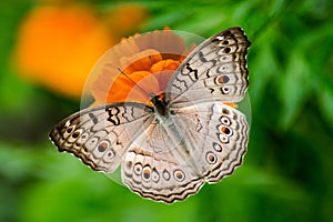 Beautiful butterfly on a flower, Nature& x27;s perfect symmetry