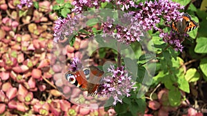 Beautiful butterfly on the flower of a sage plant in the sunshine