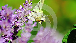 Beautiful butterfly on a flower. Summer field. Slow motion shot.