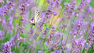 Beautiful butterfly on a flower. Summer field. Slow motion shot.