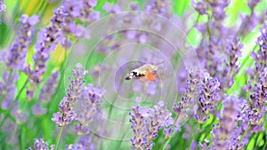 Beautiful butterfly on a flower. Summer field. Slow motion shot.