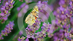 Beautiful butterfly on a flower. Summer field. Slow motion shot.