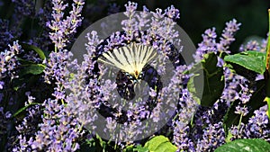 Beautiful butterfly on a flower. Summer field. Slow motion shot.