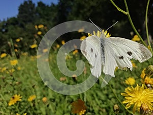 Beautiful butterfly on the flower photo
