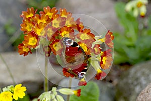 Beautiful butterfly on flowers