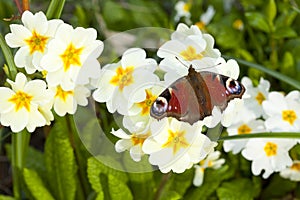 Beautiful butterfly on flowers