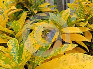 The Beautiful Butterfly