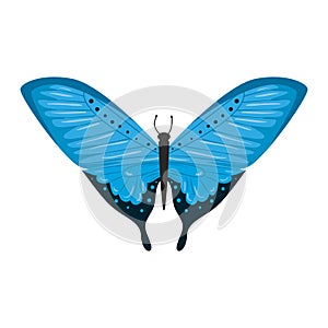 beautiful butterfly flying icon