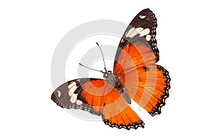 Beautiful butterfly flying isolated on white background.Tawny Coster (Acraea violae) ,Acraea terpsicore,