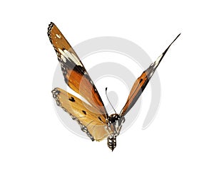 Beautiful butterfly flying isolated on white background.Tawny Coster (Acraea violae) ,Acraea terpsicore,