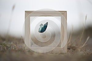 Beautiful butterfly framed in the middle of nature